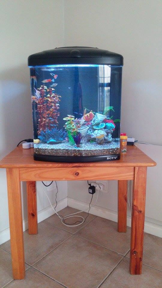 Aquarium back up and running after being moved by Fish Tank Boys