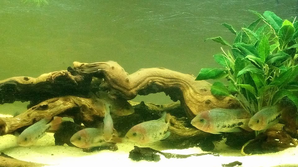 Tropical aquarium with driftwood