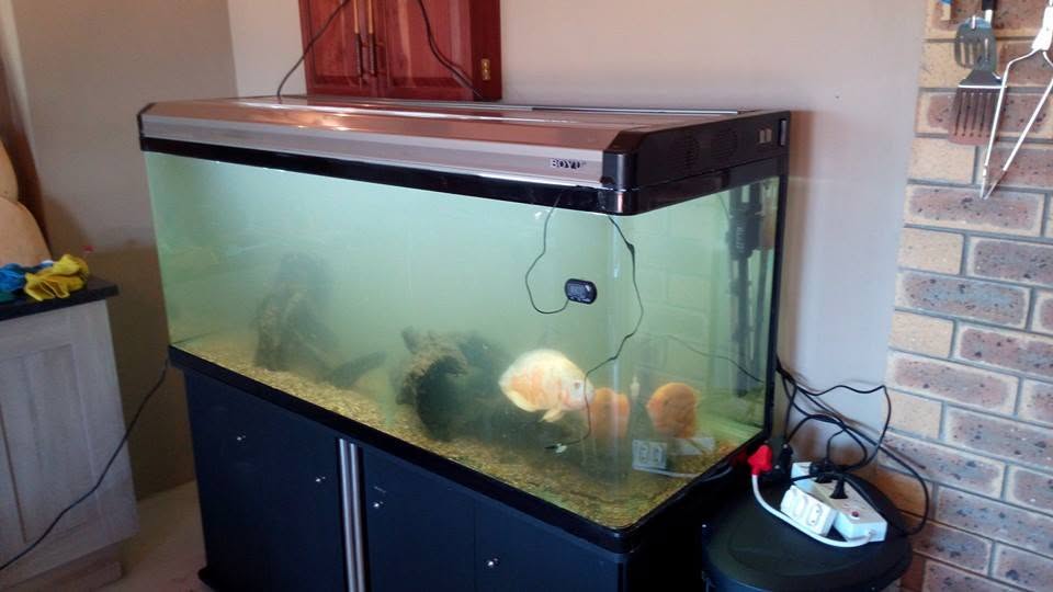 Cloudy aquarium water