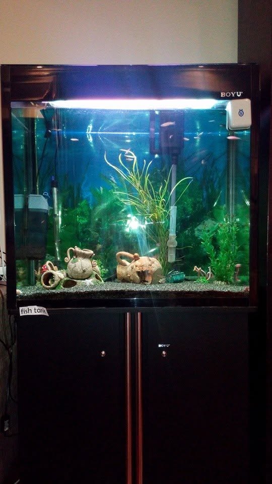 Planted tropical aquarium maintained by Fish Tank Boys